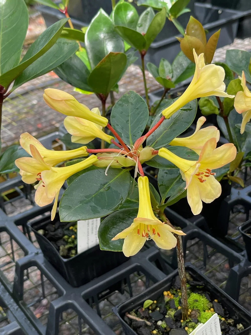 Rhododendron vireya (top of the hill apricot) — Vintage Green
